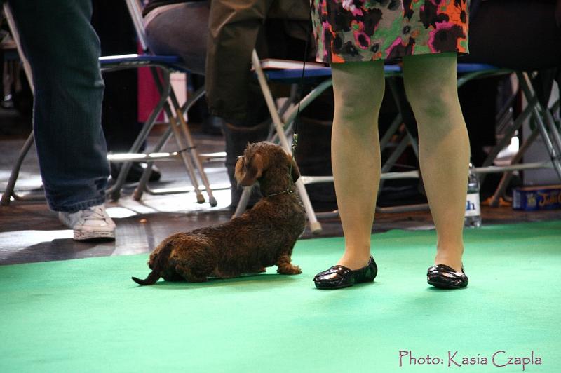 Crufts2011_2 1146.jpg